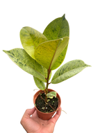 Ficus 'shivereana' (Moonshine)