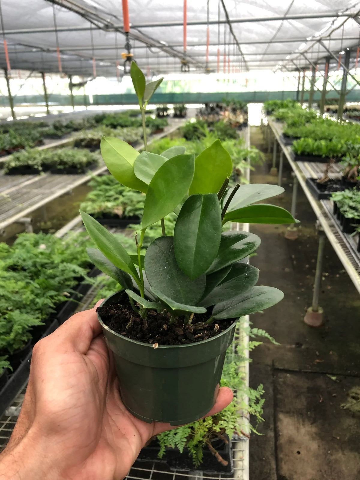 Hoya Australis — Classic Trailing Wax Plant live plant