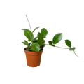 Hoya Australis — Classic Trailing Wax Plant