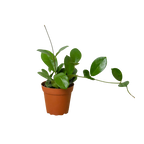 Hoya Australis — Classic Trailing Wax Plant live plant