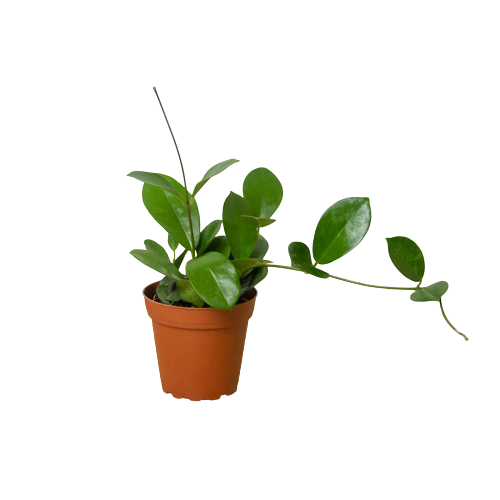 Hoya Australis — Classic Trailing Wax Plant live plant