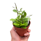 Hoya Bilobata