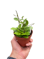 Hoya Bilobata