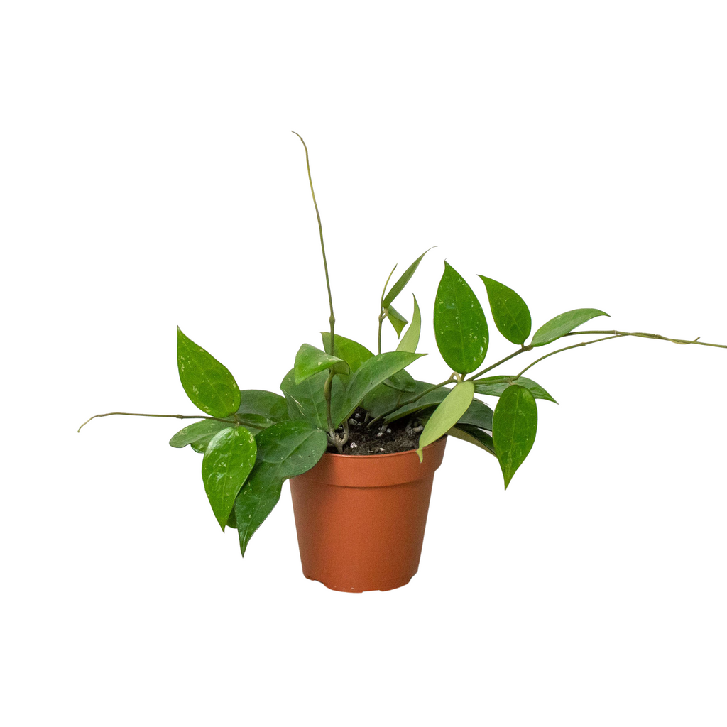 Black Margin Hoya — Trailing Wax Plant live plant
