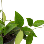 Black Margin Hoya — Trailing Wax Plant live plant