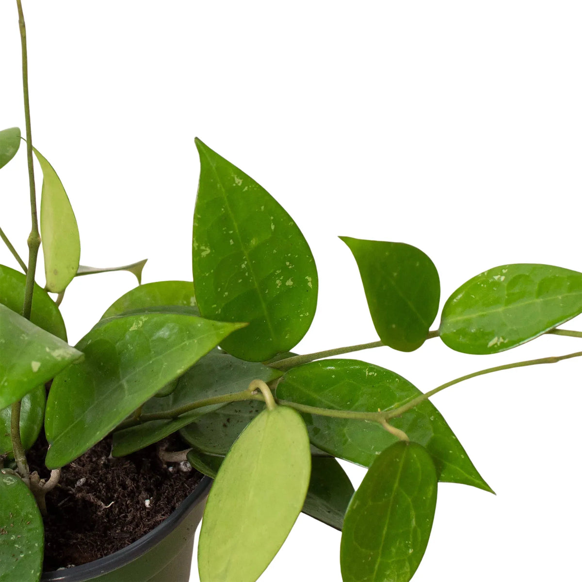Black Margin Hoya — Trailing Wax Plant live plant