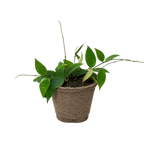 Black Margin Hoya — Trailing Wax Plant live plant