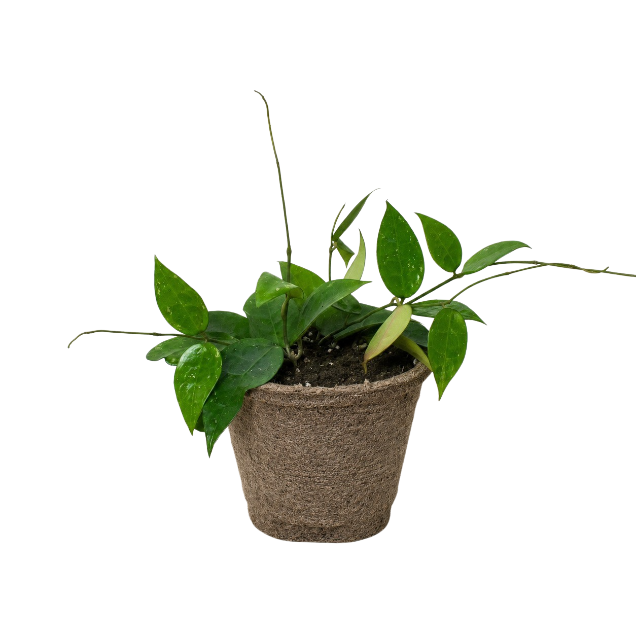Black Margin Hoya — Trailing Wax Plant live plant