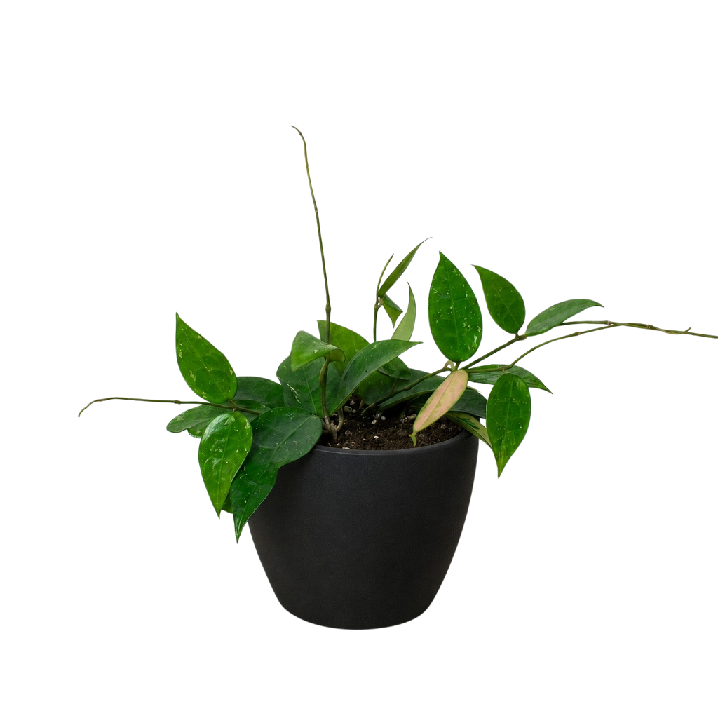 Black Margin Hoya — Trailing Wax Plant live plant