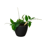 Black Margin Hoya — Trailing Wax Plant live plant