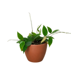 Black Margin Hoya — Trailing Wax Plant live plant