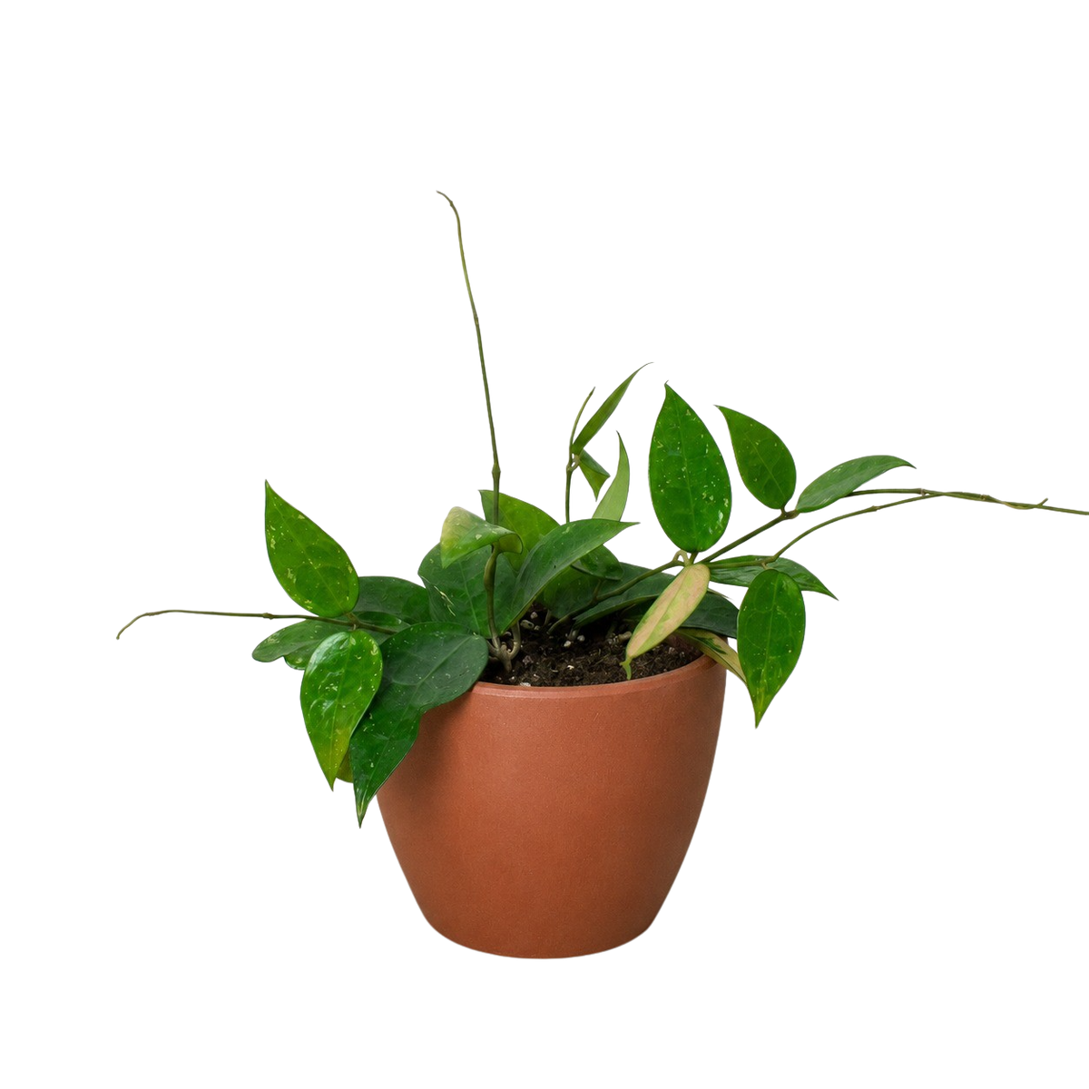 Black Margin Hoya — Trailing Wax Plant live plant