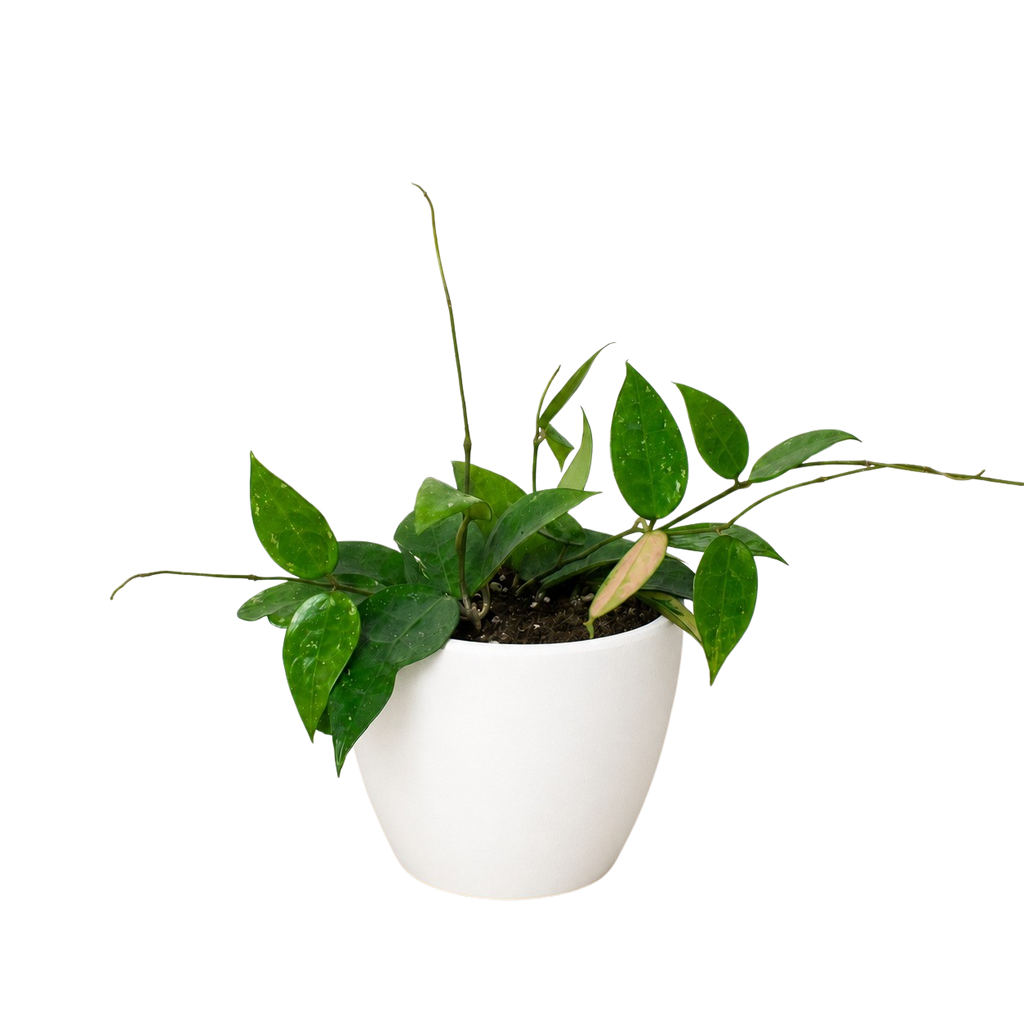 Black Margin Hoya — Trailing Wax Plant live plant