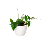 Black Margin Hoya — Trailing Wax Plant live plant