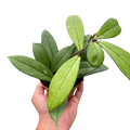 Hoya Crassipetiolata — Veined Wax Plant