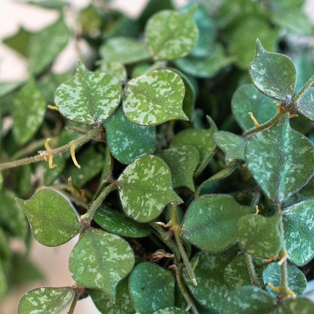 Hoya Curtisii — Silver-Splashed Trailing Plant live plant
