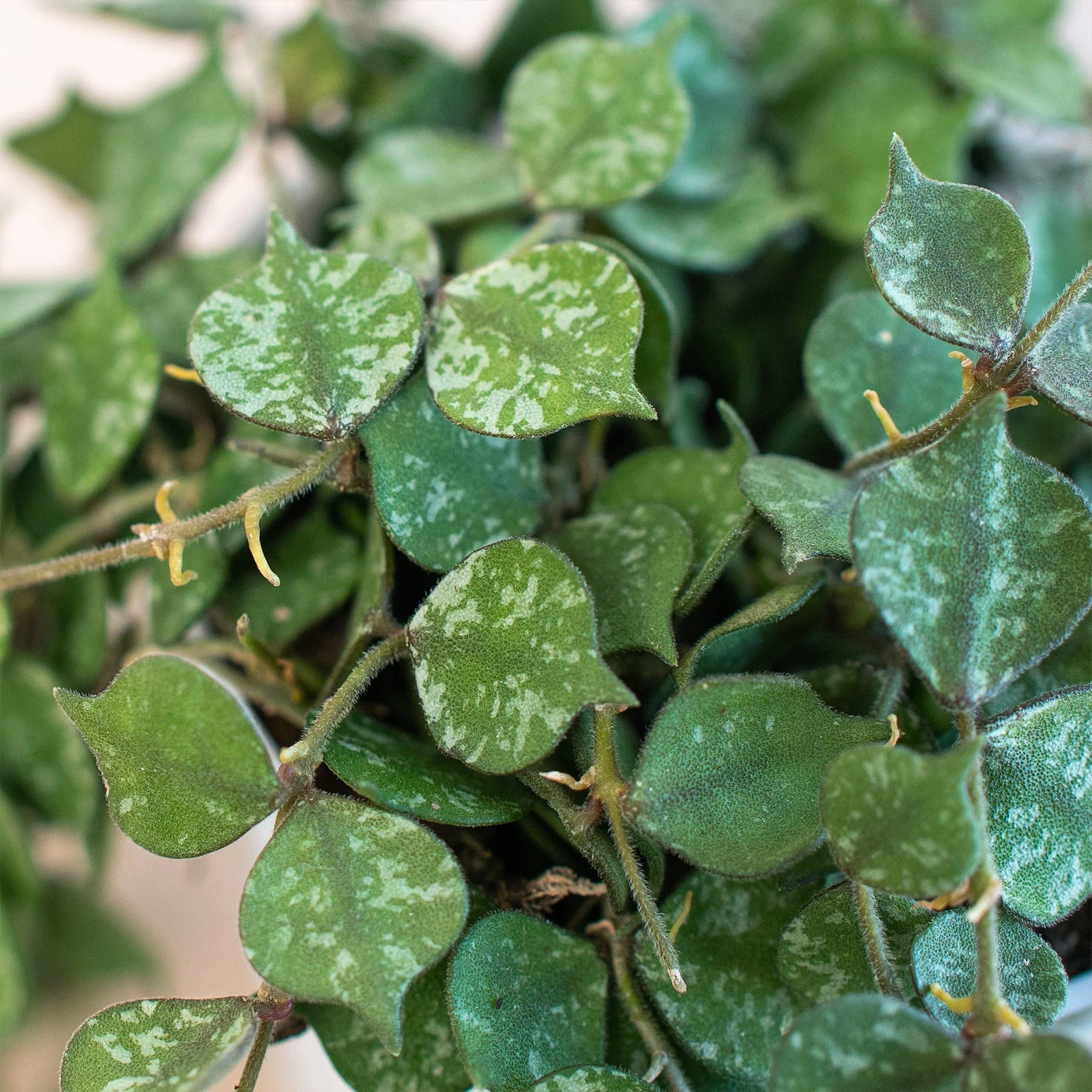 Hoya Curtisii — Silver-Splashed Trailing Plant live plant