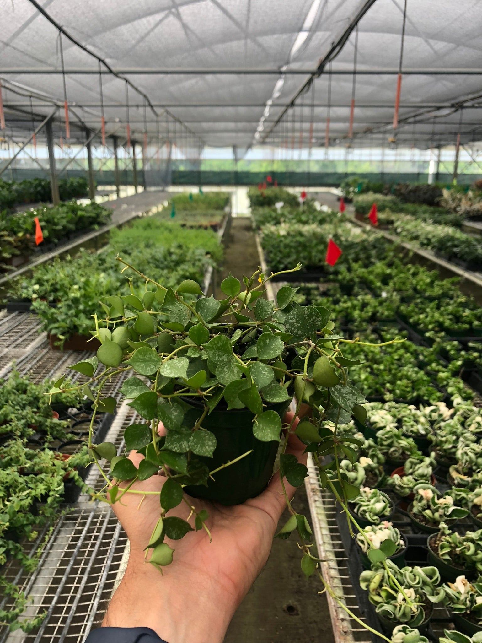 Hoya Curtisii — Silver-Splashed Trailing Plant live plant