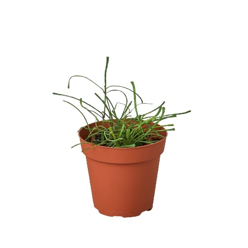 Hoya 'Grass Leafed' — 4-Inch Pot