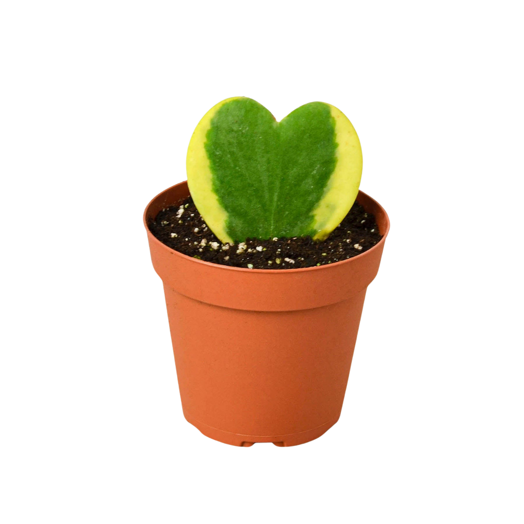Variegated Sweetheart Hoya — Heart-Leaf Plant live plant