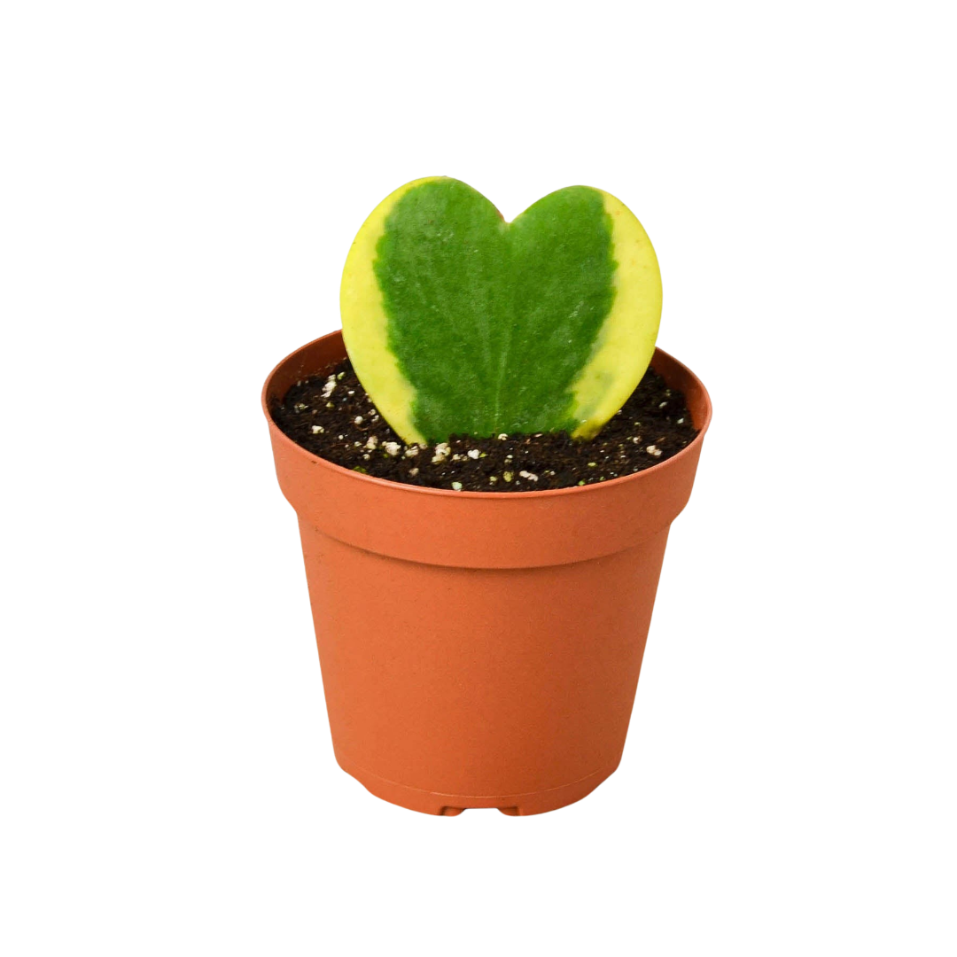 Variegated Sweetheart Hoya — Heart-Leaf Plant live plant
