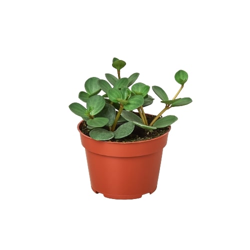 Peperomia Hope — Pet-Friendly Trailing Plant live plant