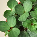 Peperomia Hope — Pet-Friendly Trailing Plant live plant