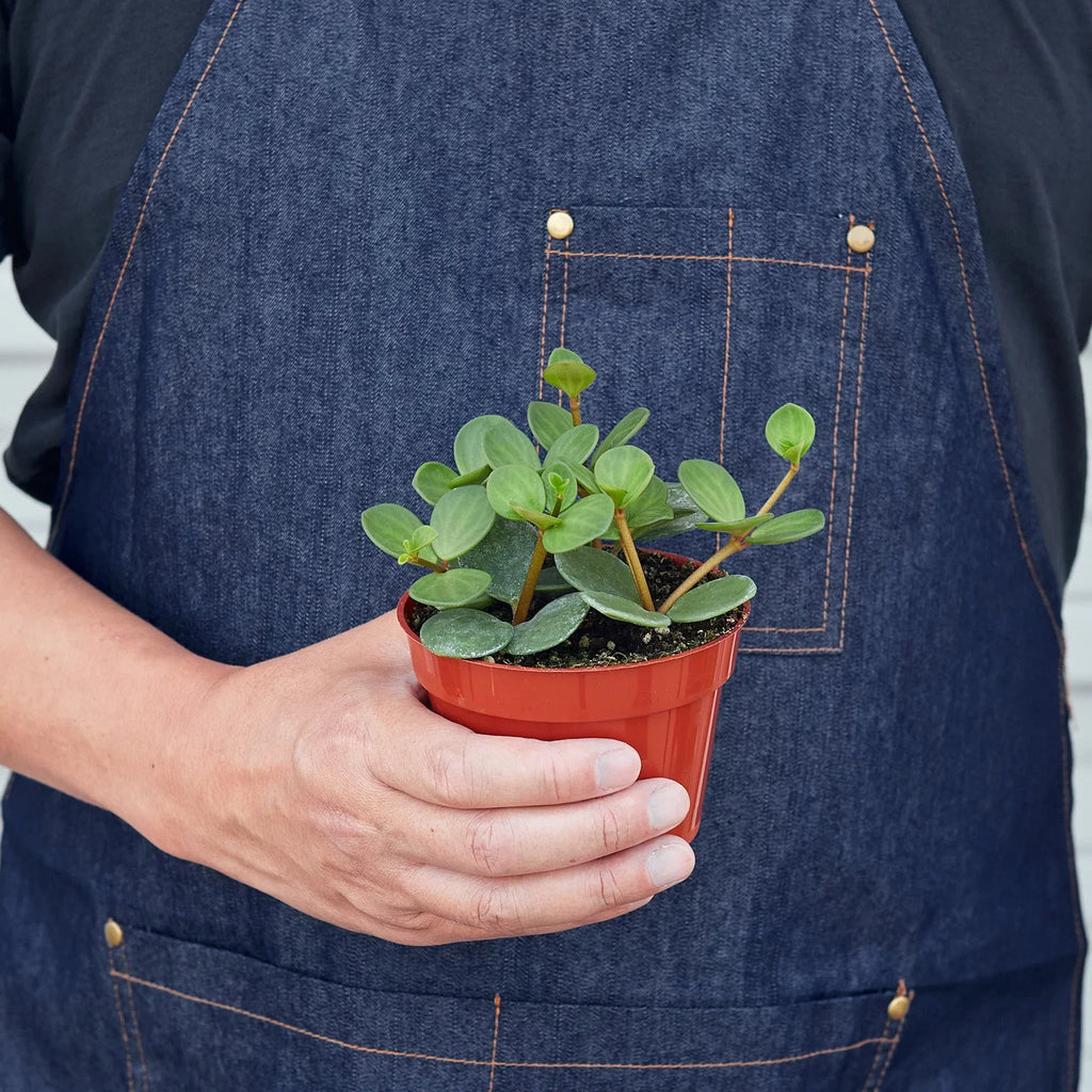 Peperomia Hope — Pet-Friendly Trailing Plant live plant