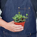 Peperomia Hope — Pet-Friendly Trailing Plant live plant