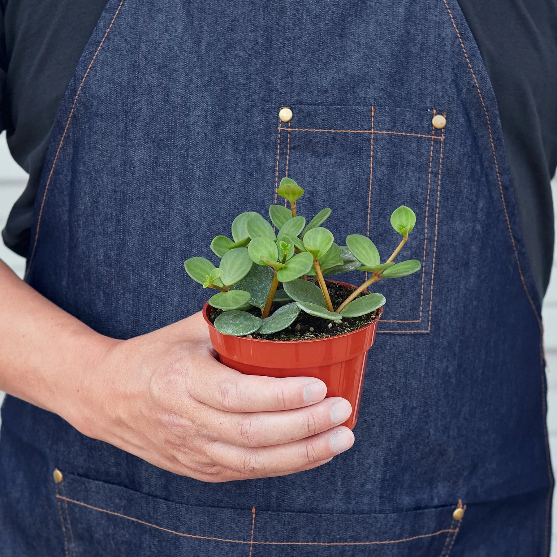 Peperomia Hope — Pet-Friendly Trailing Plant live plant