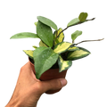 Hoya Krimson Princess — Variegated Wax Plant