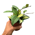 Hoya Krimson Princess — Variegated Wax Plant live plant