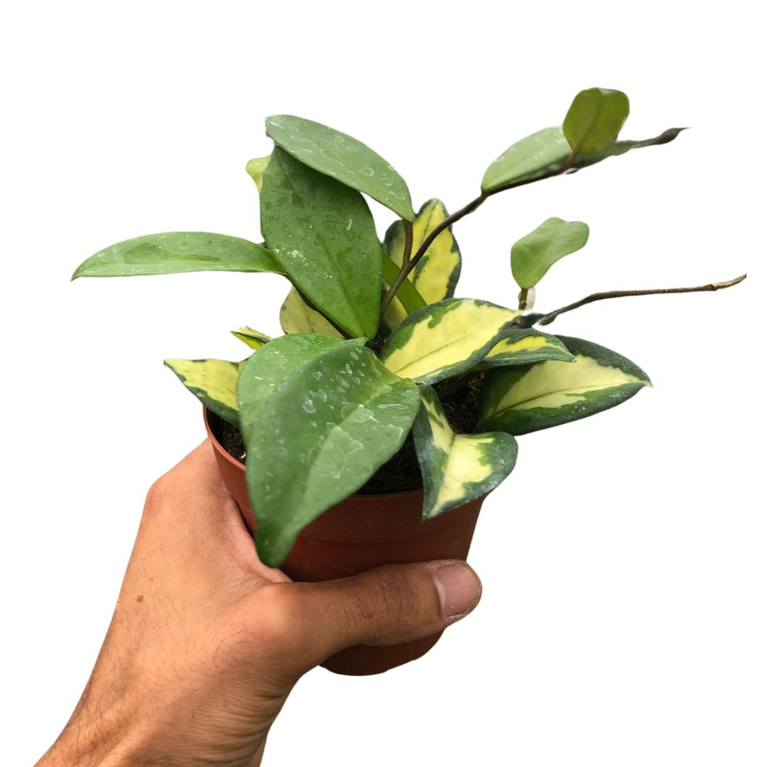 Hoya Krimson Princess — Variegated Wax Plant live plant