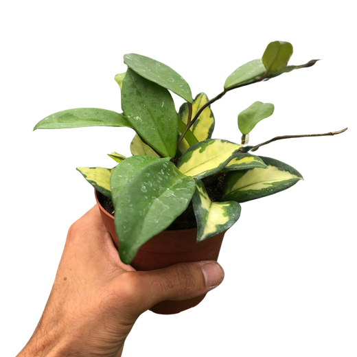 Hoya Krimson Princess — Variegated Wax Plant