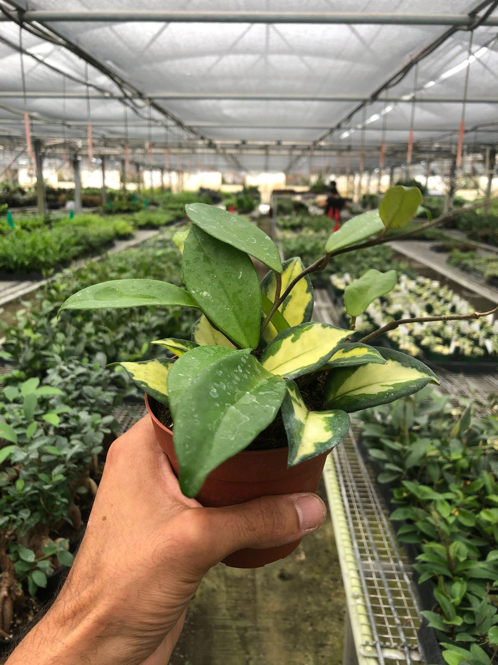 Hoya Krimson Princess — Variegated Wax Plant live plant