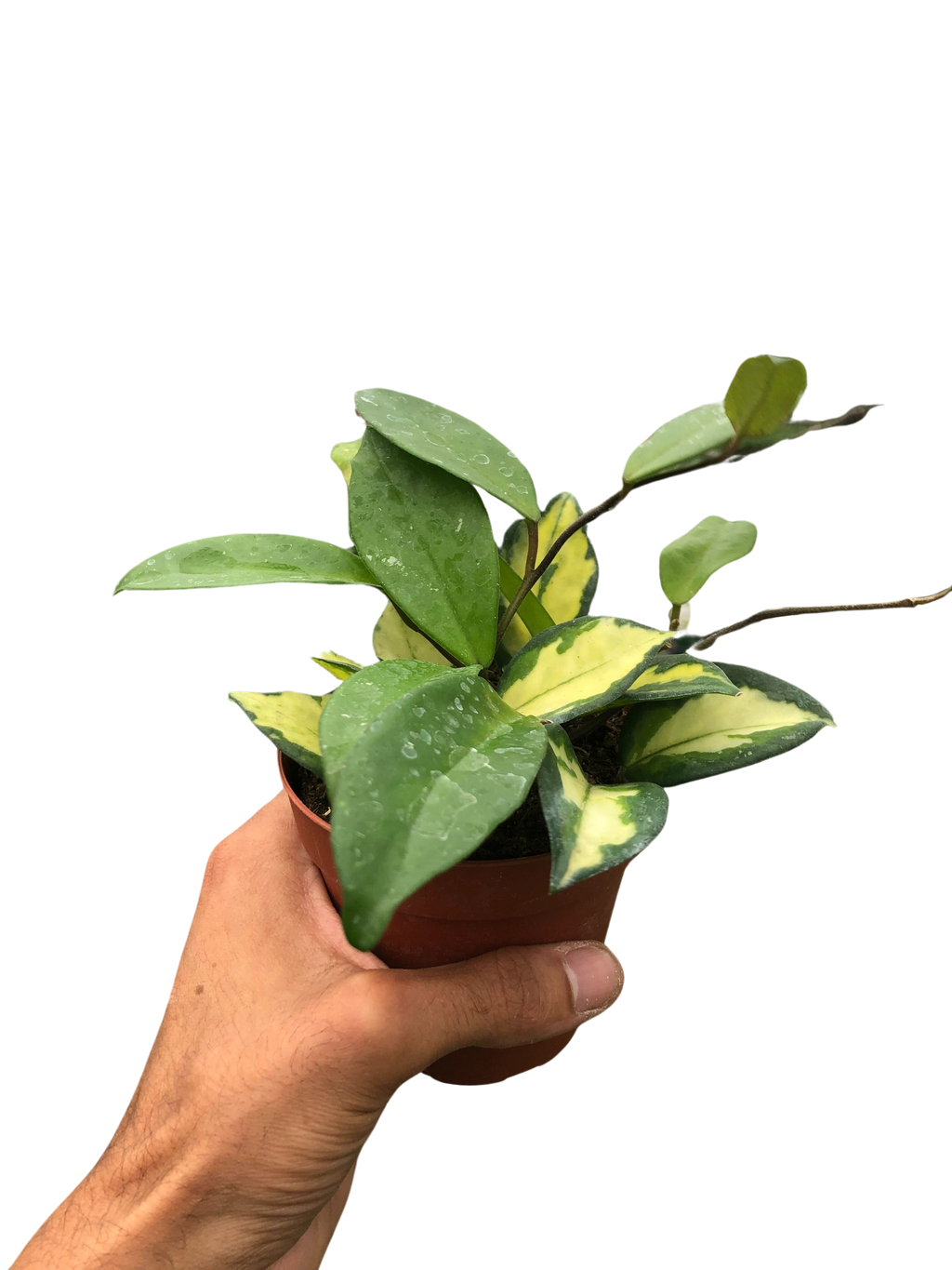 Hoya Krimson Princess — Variegated Wax Plant live plant
