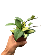 Hoya Krimson Princess — Variegated Wax Plant live plant