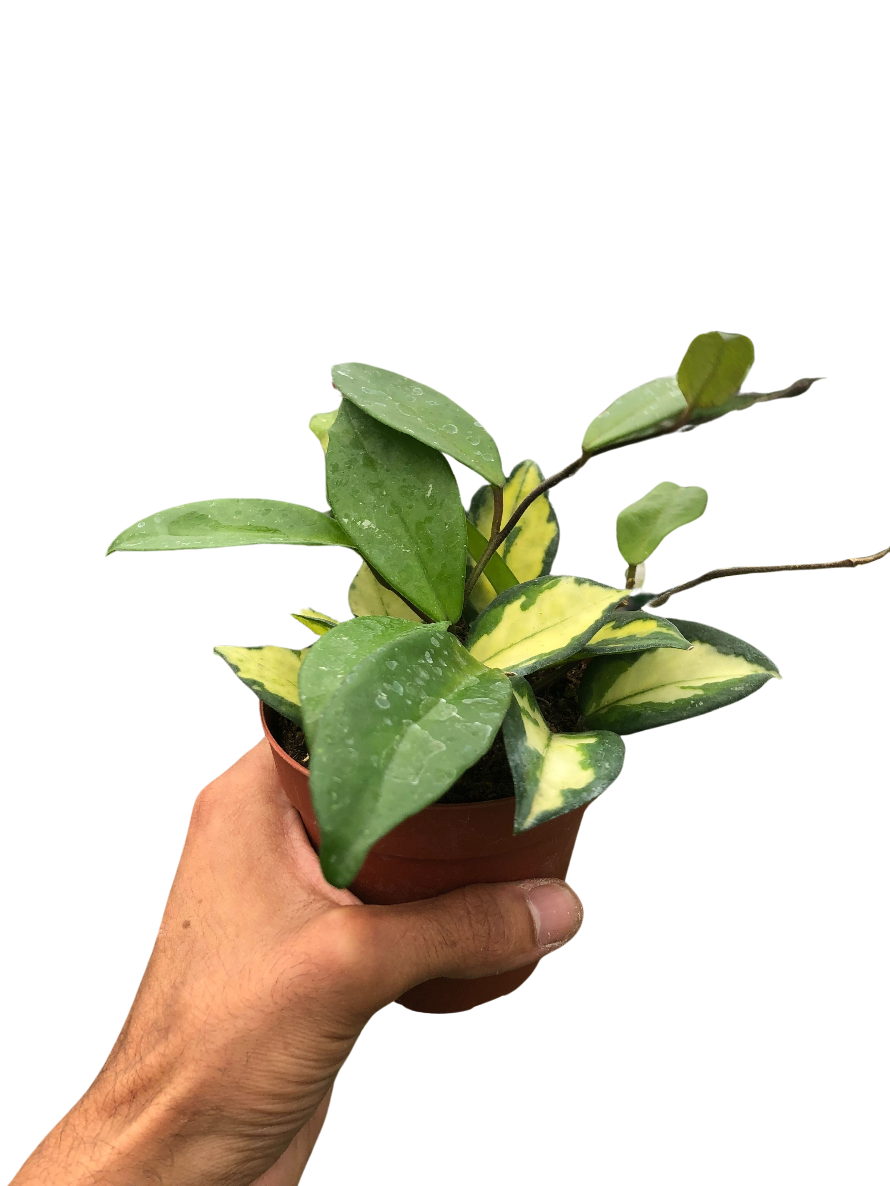 Hoya Krimson Princess — Variegated Wax Plant live plant