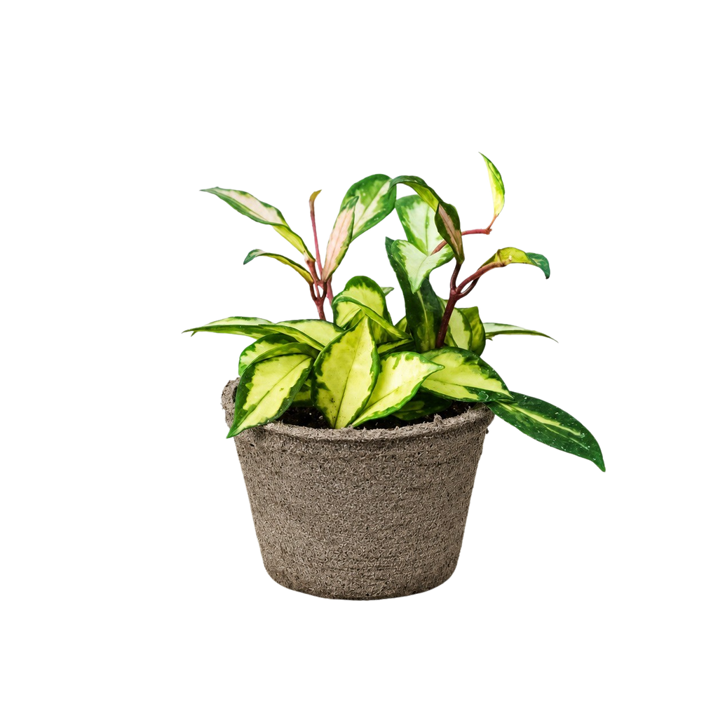 Hoya Krimson Princess — Variegated Wax Plant live plant