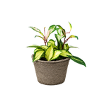 Hoya Krimson Princess — Variegated Wax Plant live plant