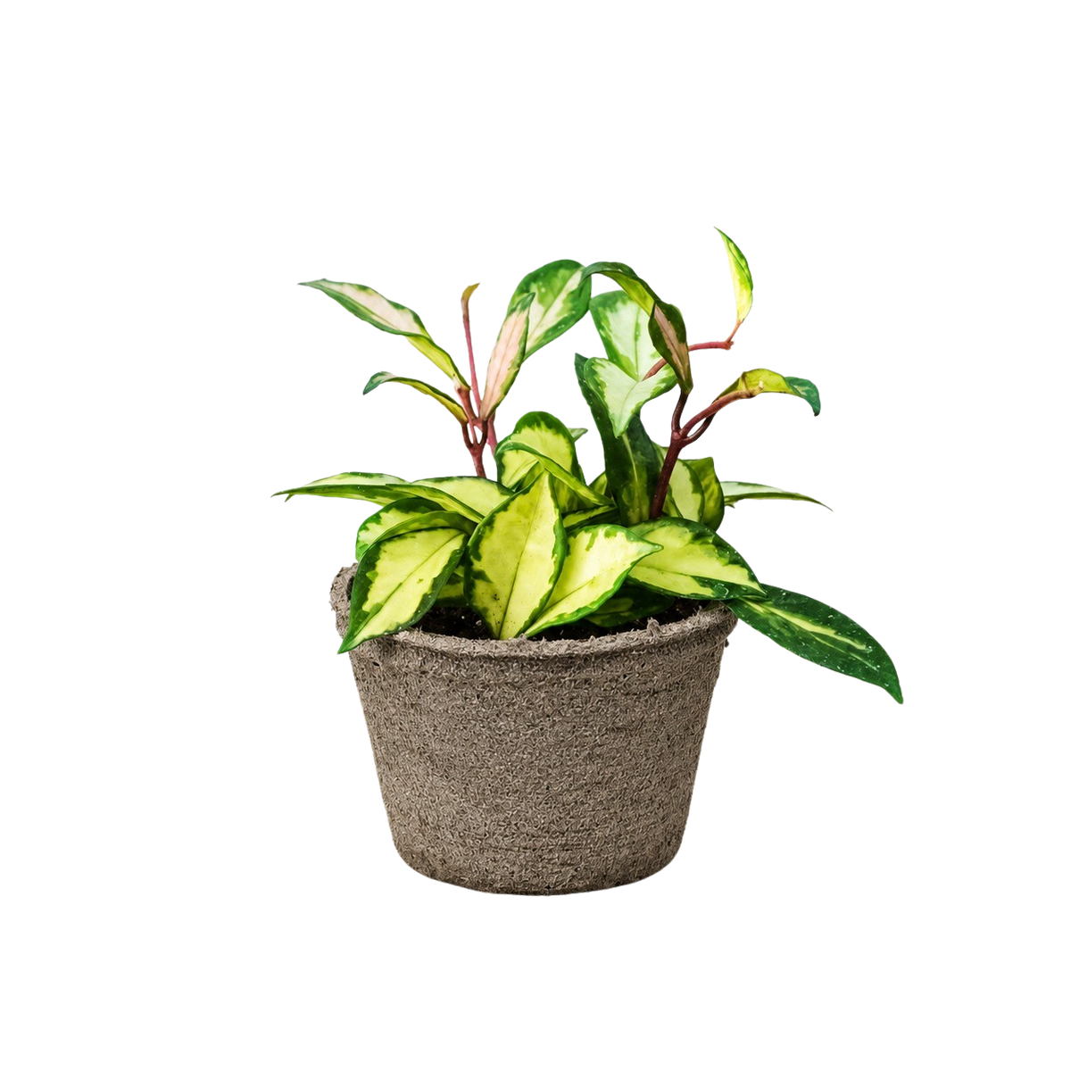 Hoya Krimson Princess — Variegated Wax Plant live plant
