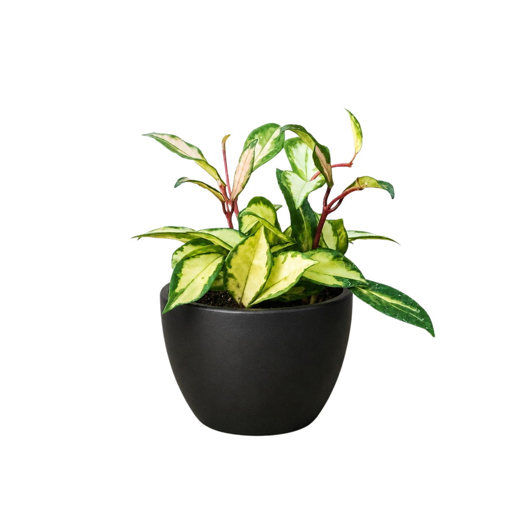 Hoya Krimson Princess — Variegated Wax Plant live plant