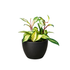 Hoya Krimson Princess — Variegated Wax Plant live plant