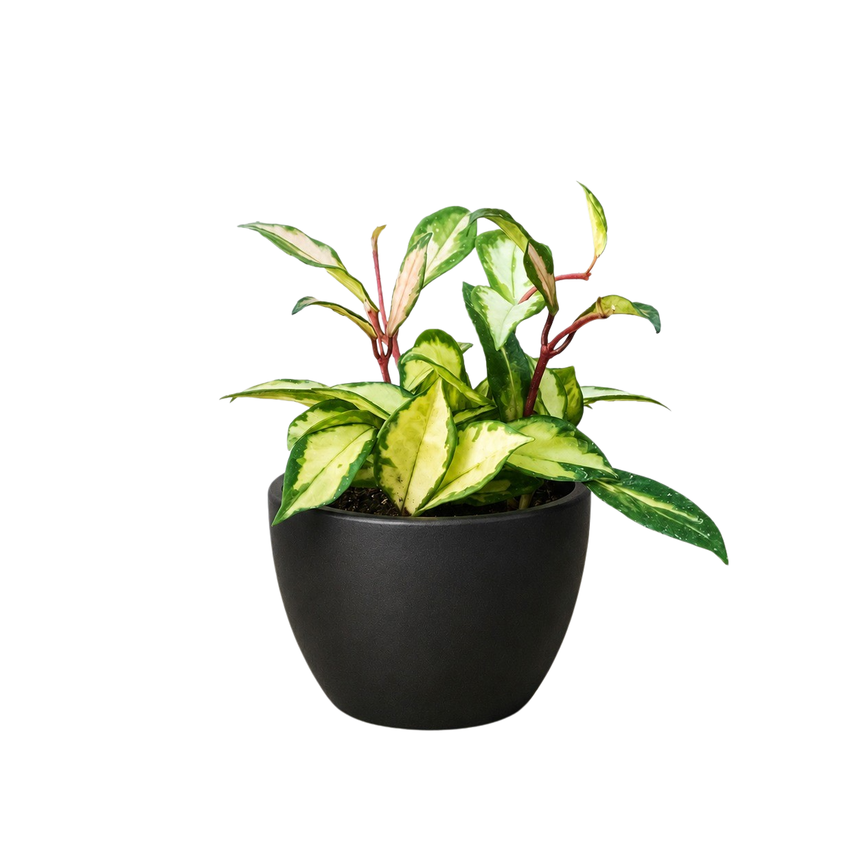 Hoya Krimson Princess — Variegated Wax Plant live plant
