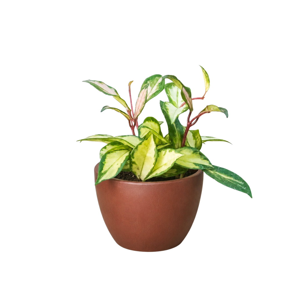 Hoya Krimson Princess — Variegated Wax Plant live plant