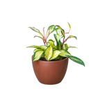 Hoya Krimson Princess — Variegated Wax Plant live plant