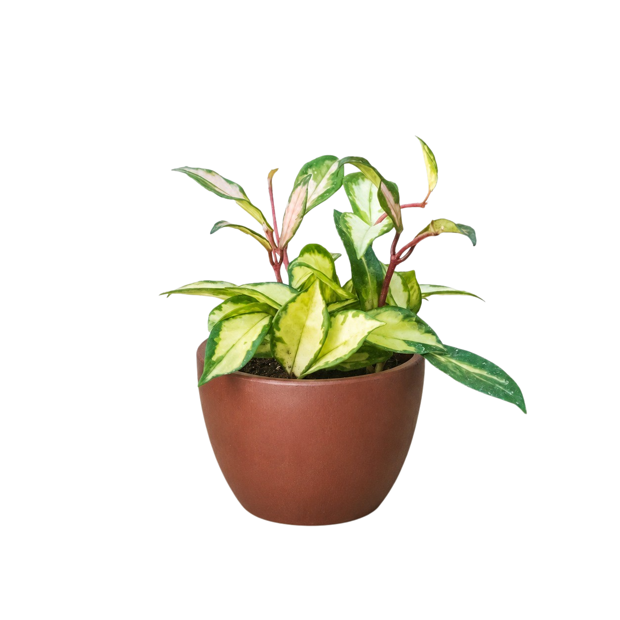 Hoya Krimson Princess — Variegated Wax Plant live plant