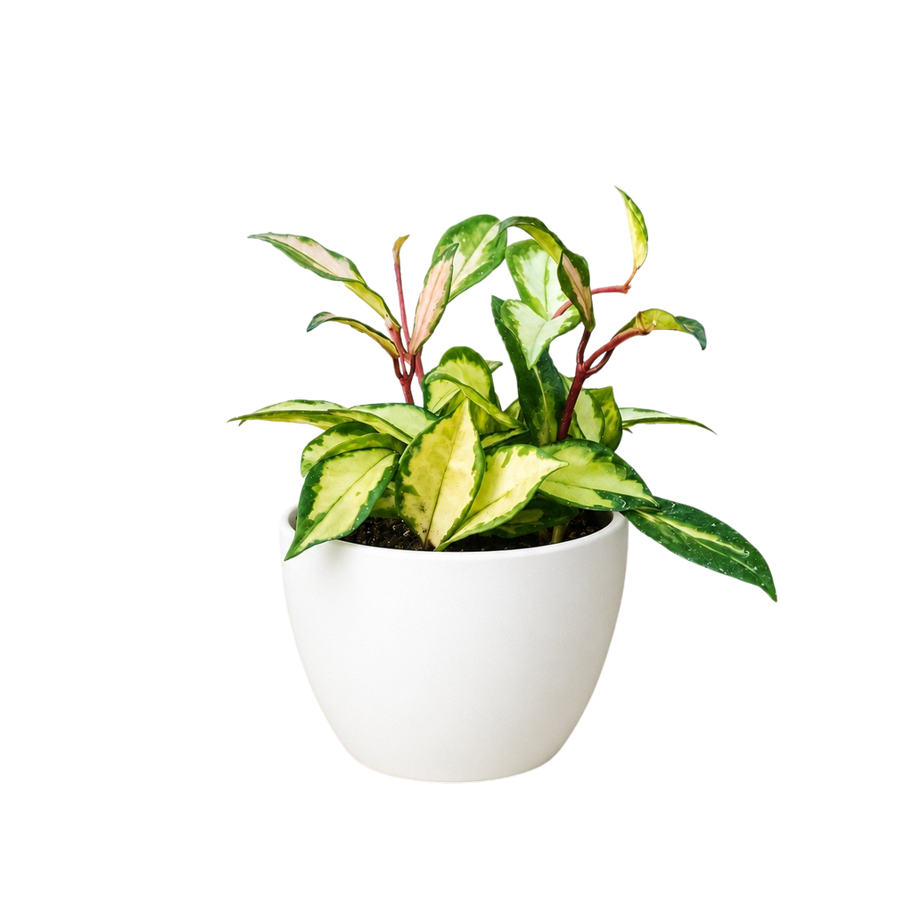 Hoya Krimson Princess — Variegated Wax Plant live plant