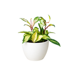 Hoya Krimson Princess — Variegated Wax Plant live plant
