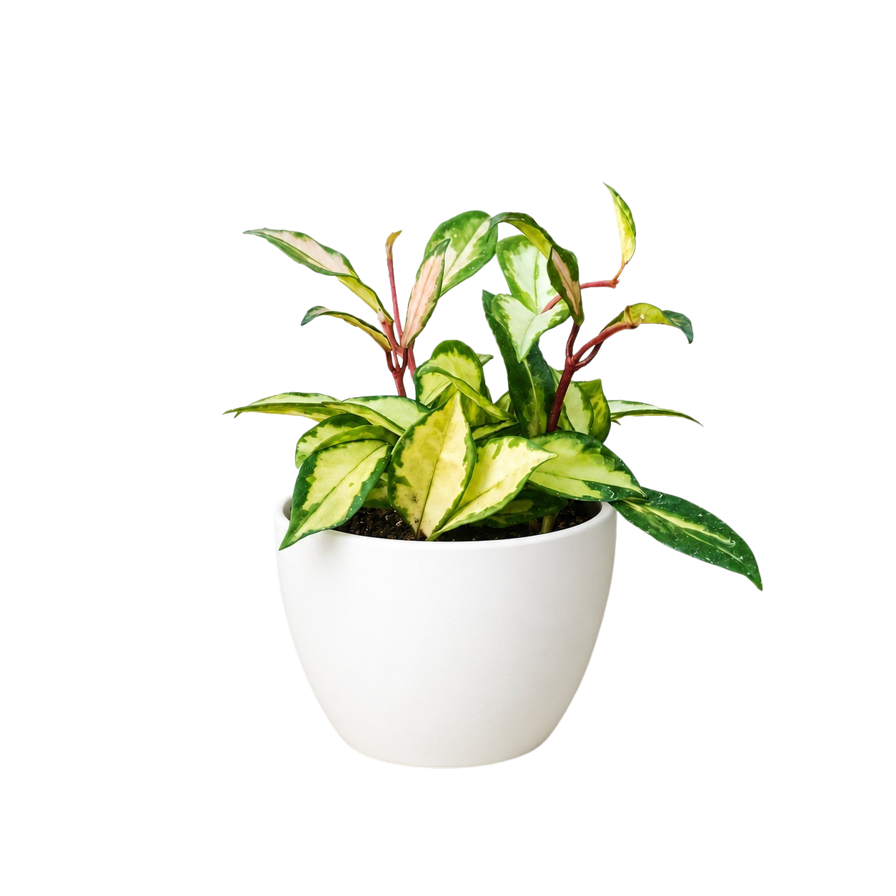 Hoya Krimson Princess — Variegated Wax Plant live plant